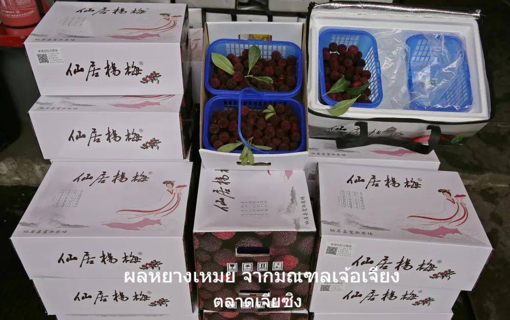 หยางเหมย 10