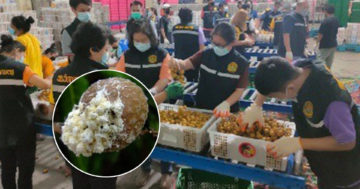 เพลี้ยแป้ง3