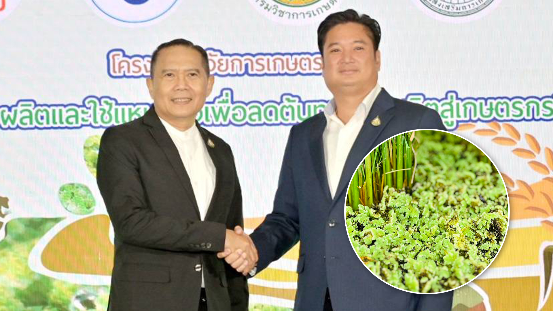 แหนแดง3
