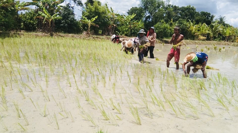 กรมส่งเสริมการเกษตรแต่งตั้งอาสาสมัครเกษตรหมู่บ้าน (อกม.) ชุดใหม่ พร้อมปฏิบัติหน้าที่ช่วยเหลือเกษตรกรในพื้นที่ทันที 7 A33A322B D240 422C B832 20628605AD2A