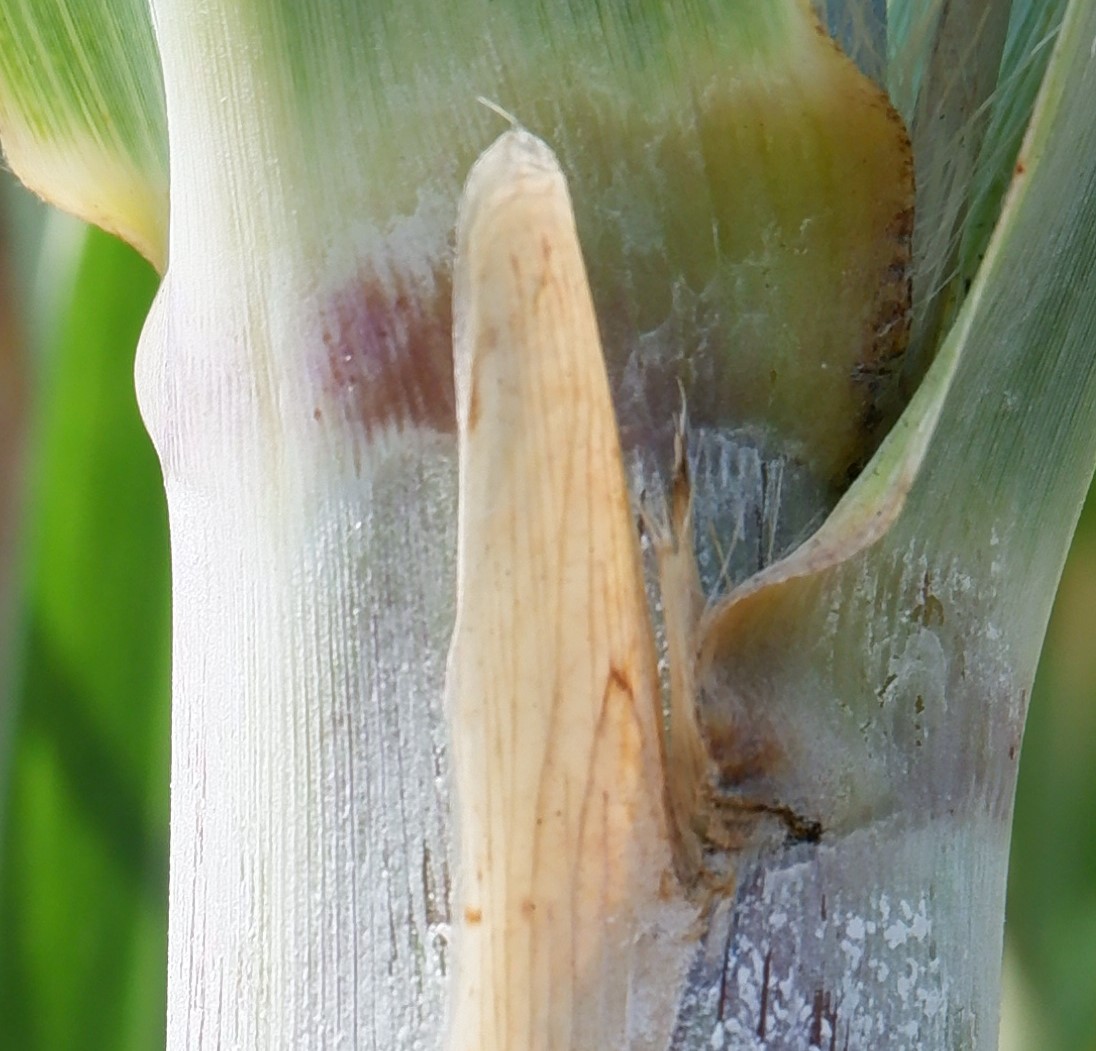 inner auricle