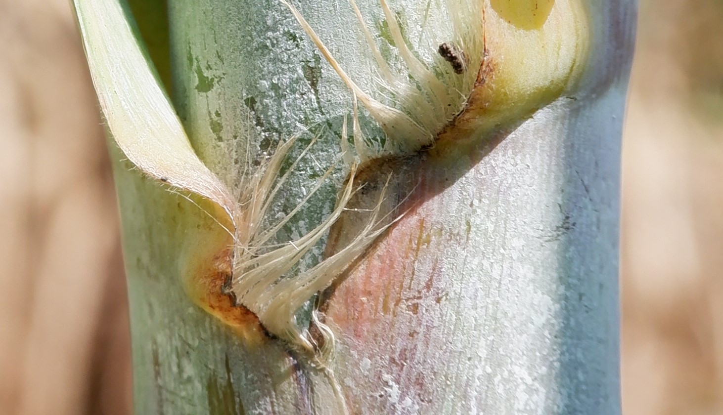 outer auricle