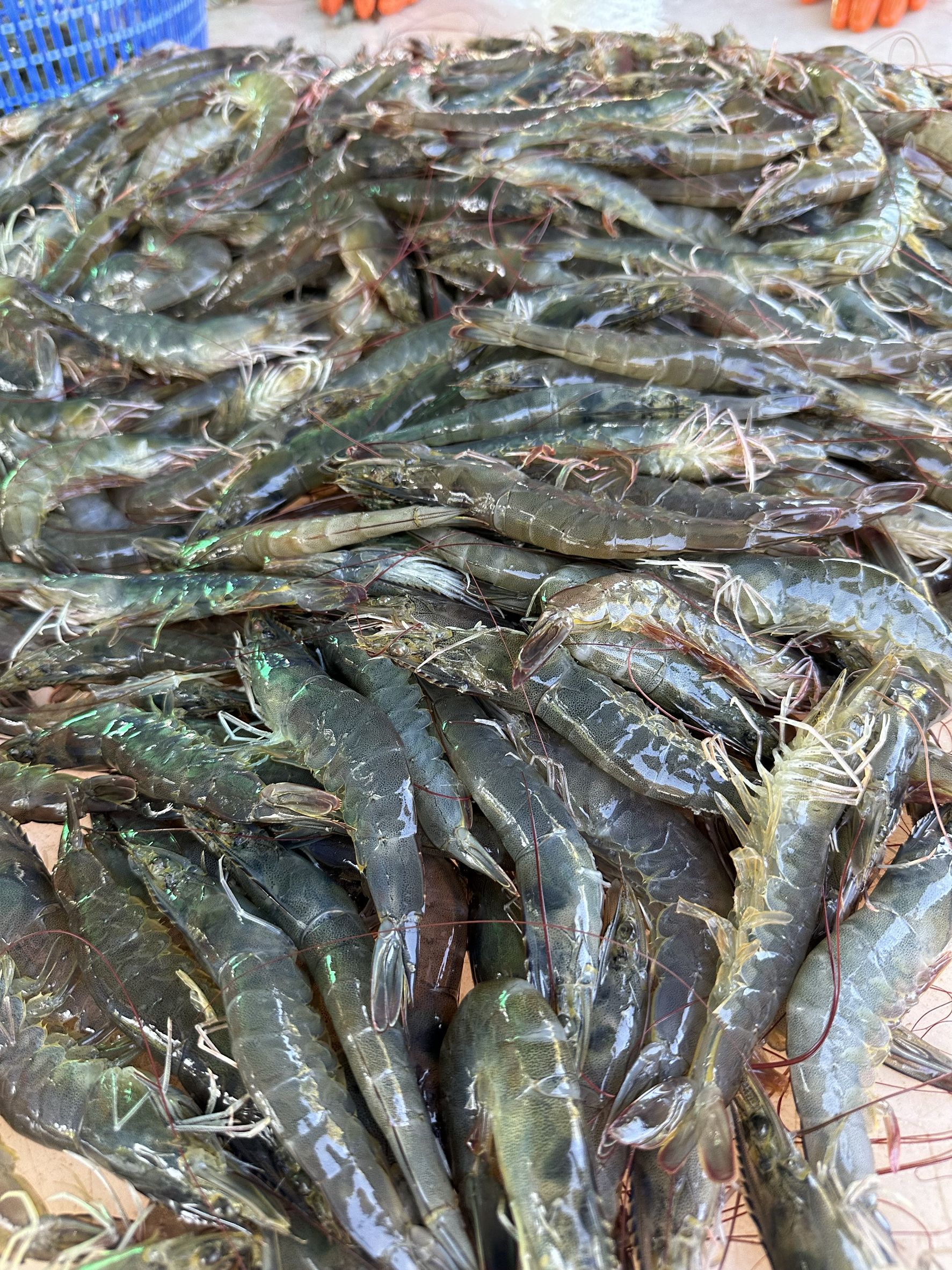 กุ้ง 1