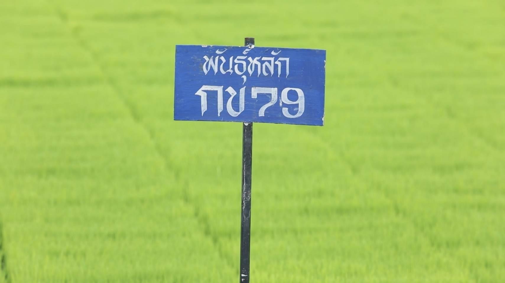 ข้าว 2 1