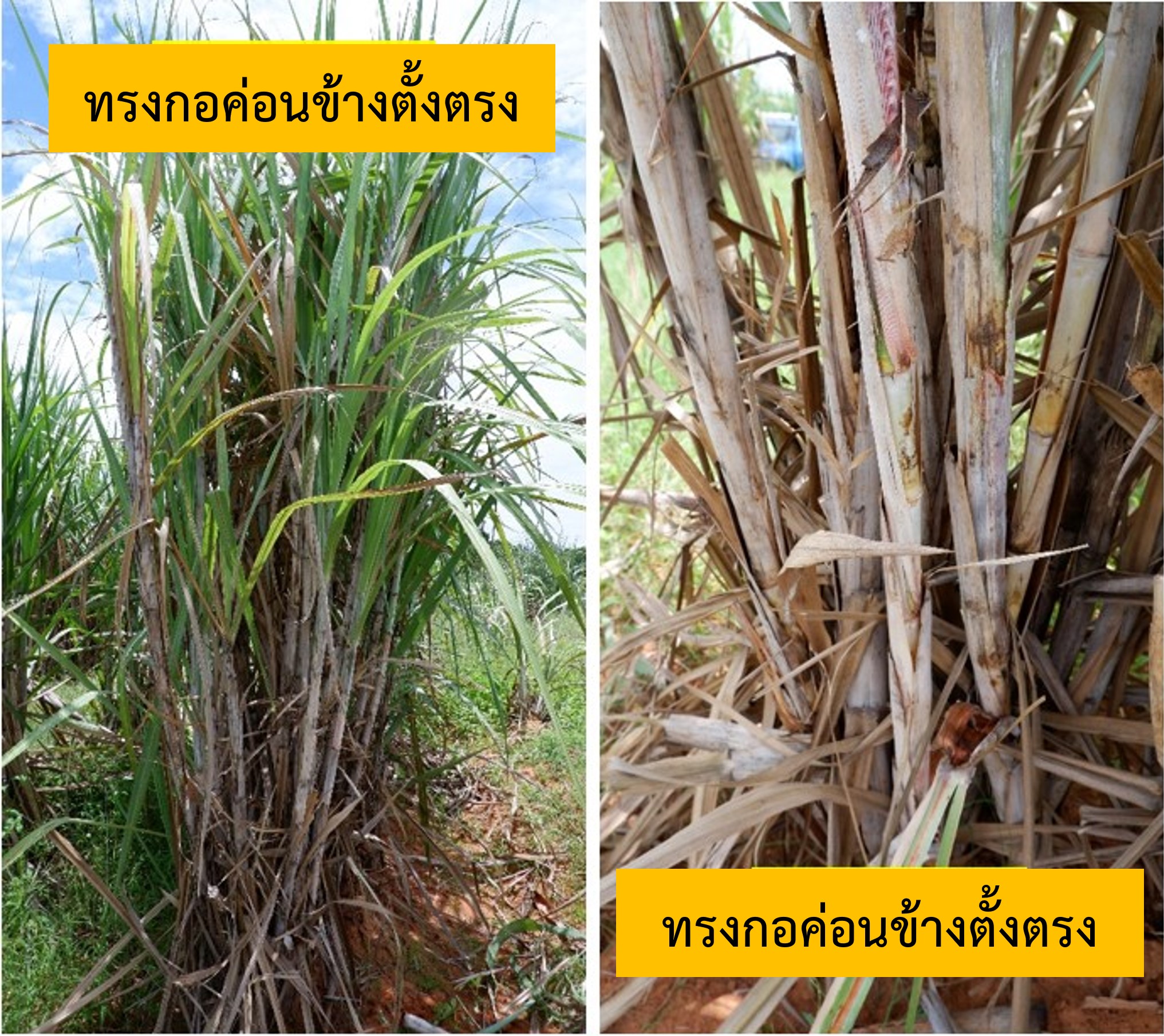 ทรงกอ