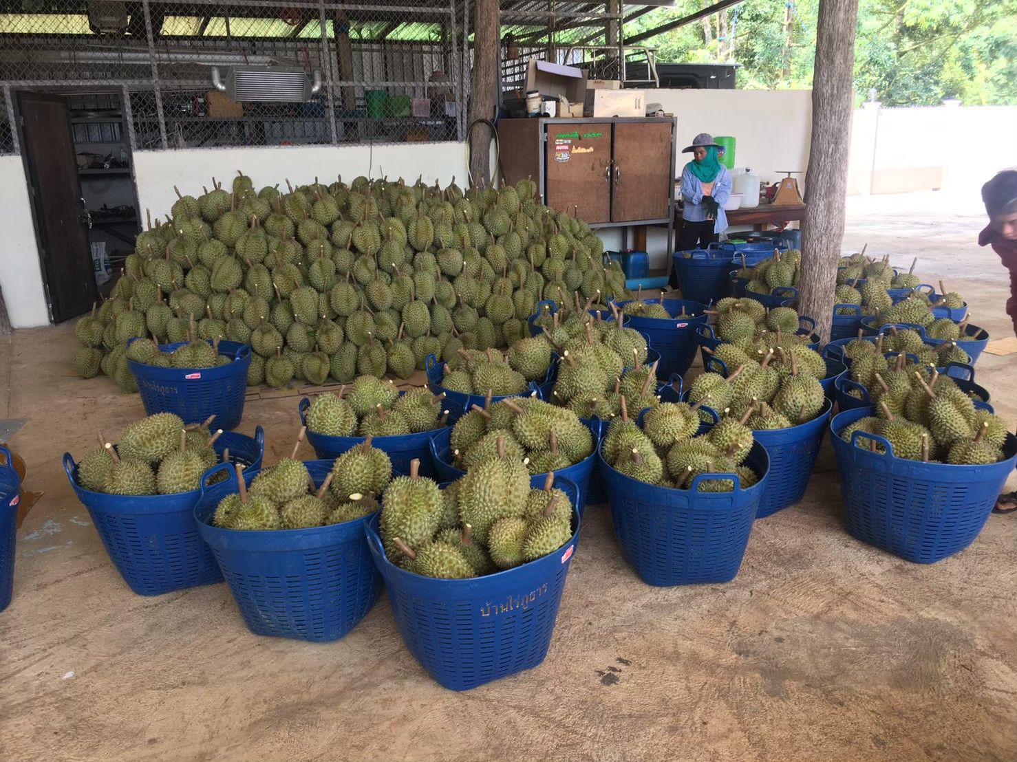 ทุ 2