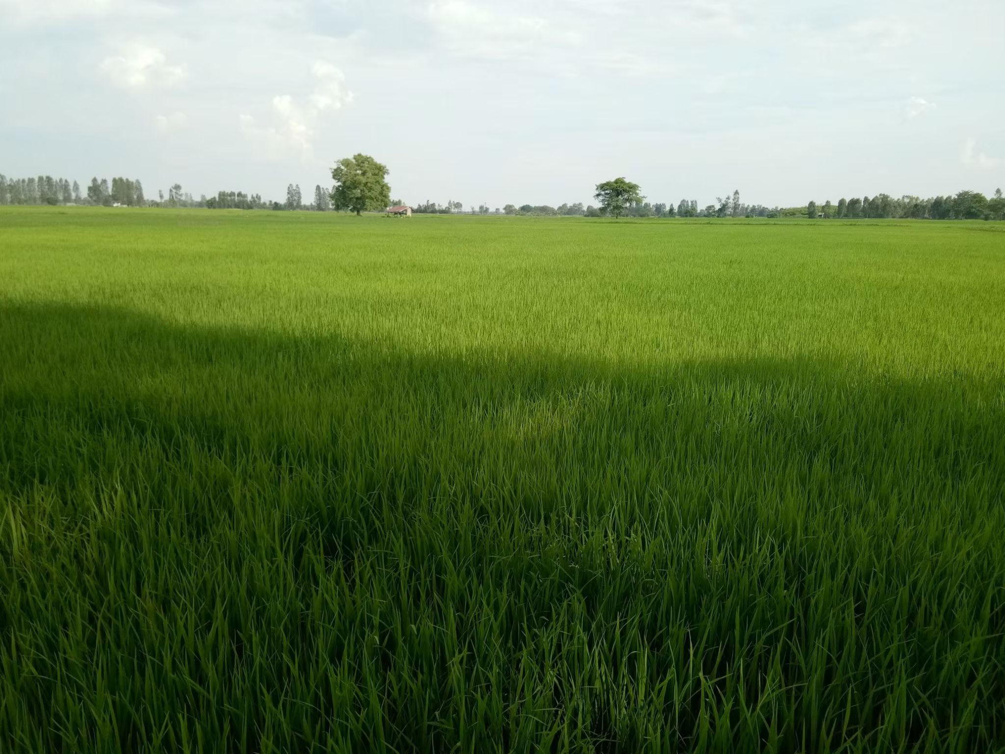 ท้องนา