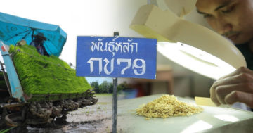 พันธุ์หลัก3