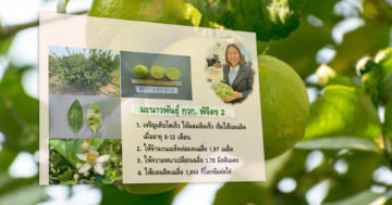 มะนาว3