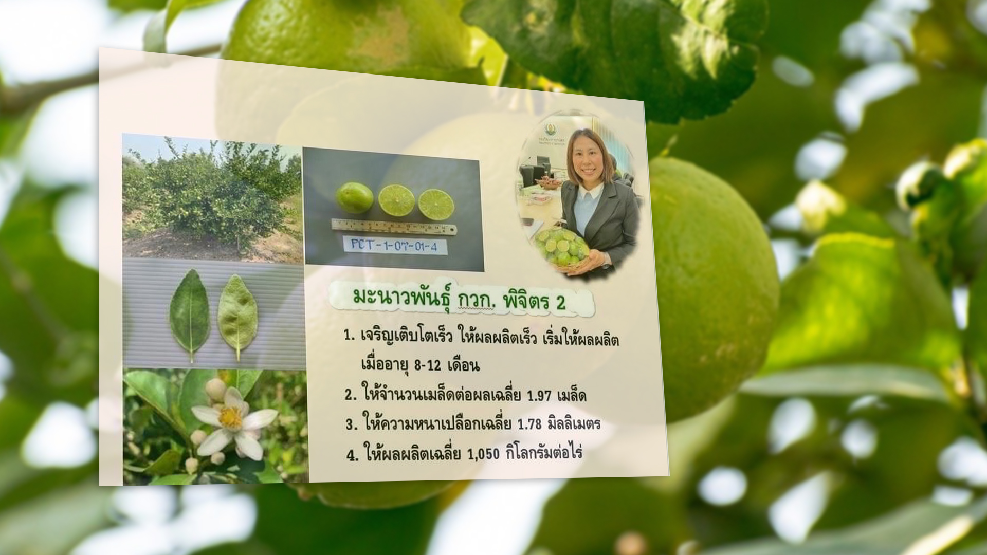 มะนาว3