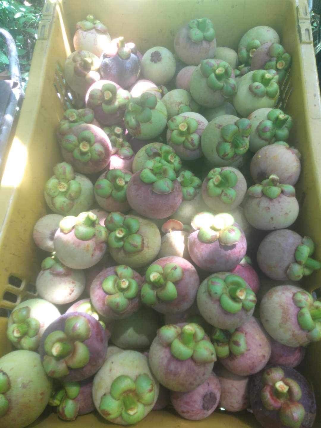 มัง 4