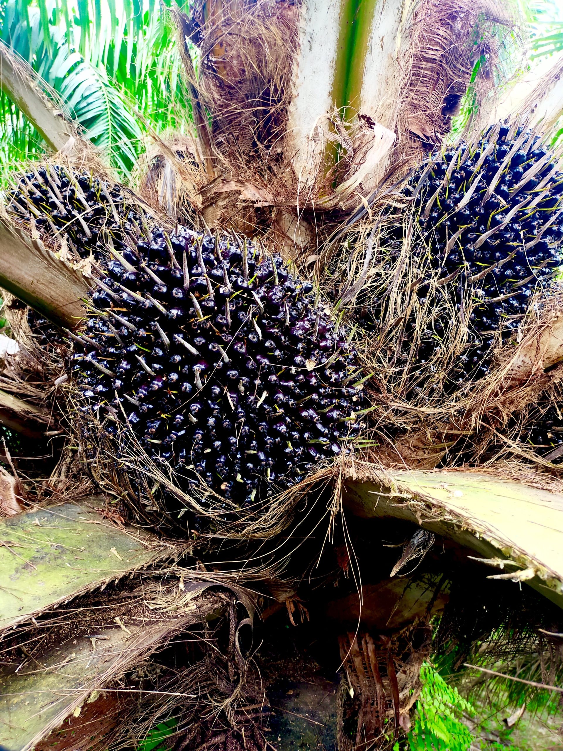 สุรา 3 scaled