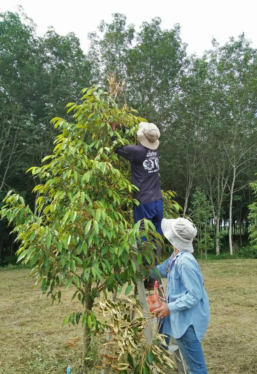 หนอน 6