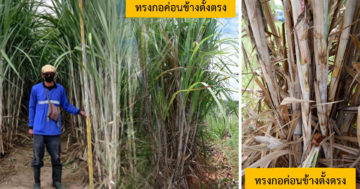 อ้อย 1