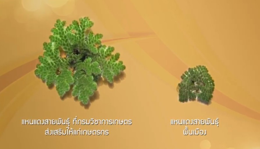 แหนแดง 1