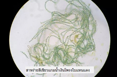 แหนแดง 2