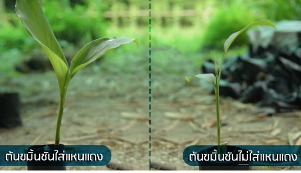 แหนแดง 6