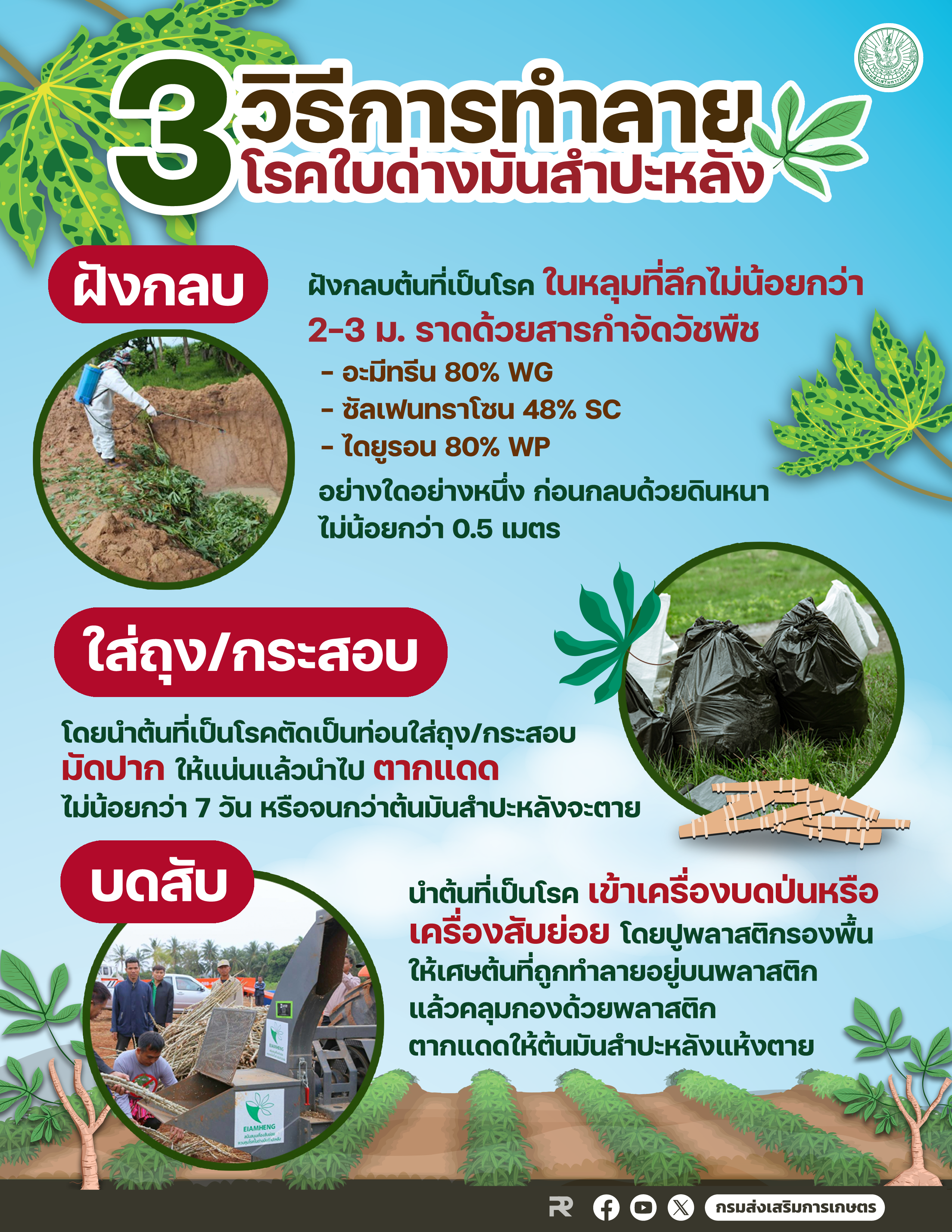 ใบด่าง02 01 0