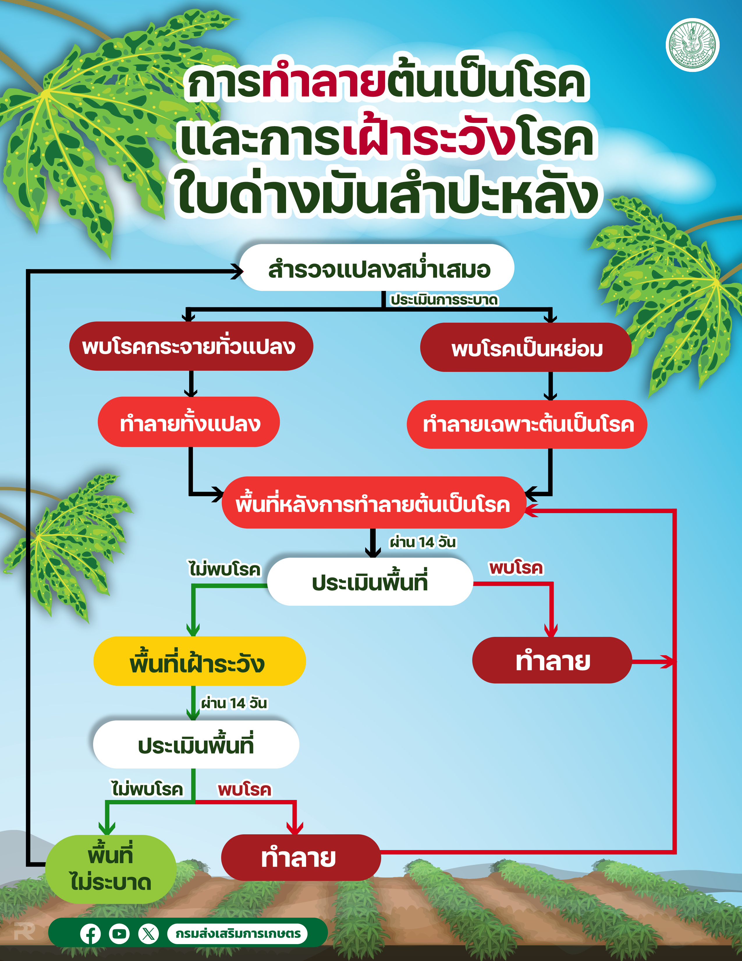 ใบด่าง03 01