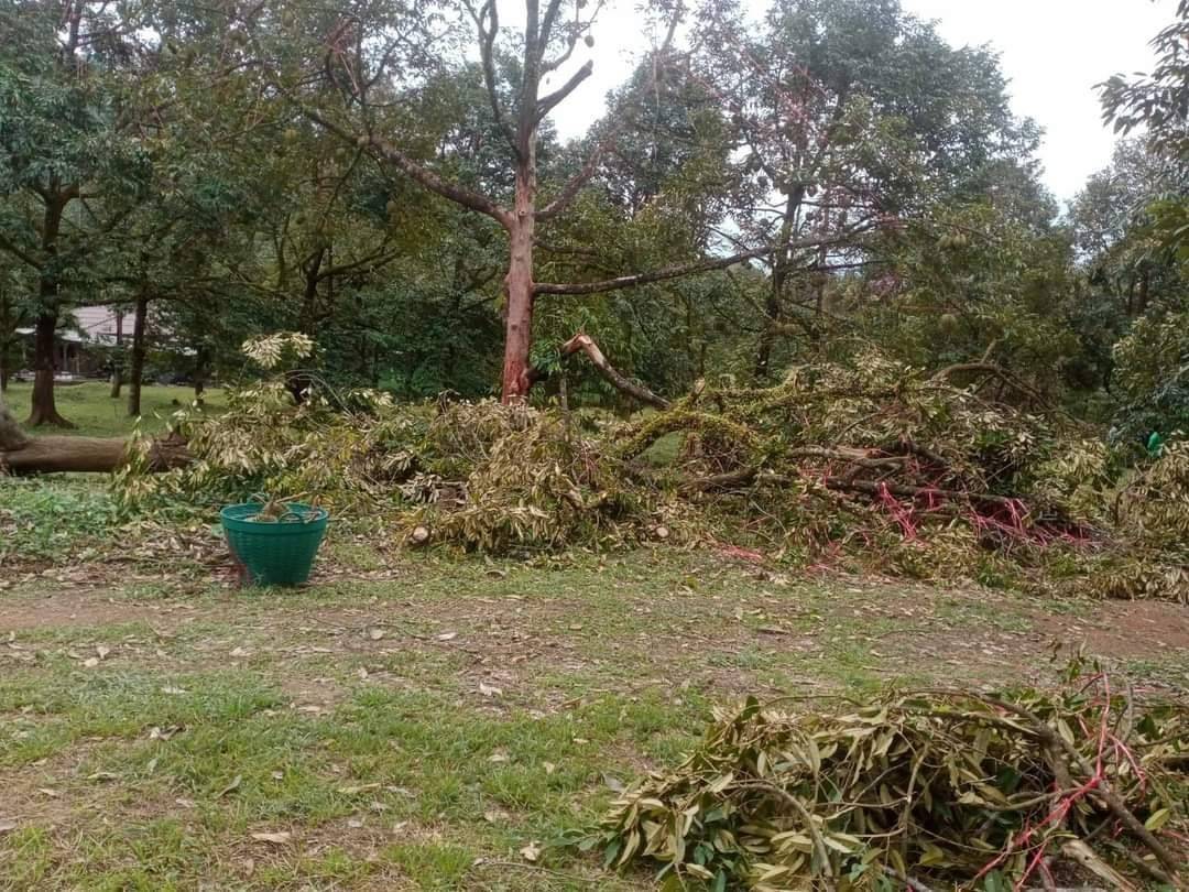 สศก.รับนโยบาย รัฐมนตรีธรรมนัส ยกระดับประกันภัยภาคเกษตรจับมือ 3 พันธมิตร ดึงเซ็นเซอร์ ‘ความเร็วลม’ เตรียมนำร่องประกันภัยทุเรียน เป็นครั้งแรกในประเทศไทย 6 749513