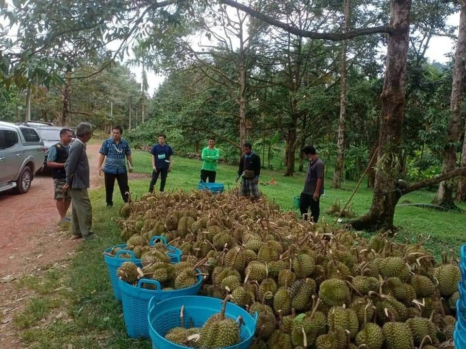 สศก.รับนโยบาย รัฐมนตรีธรรมนัส ยกระดับประกันภัยภาคเกษตรจับมือ 3 พันธมิตร ดึงเซ็นเซอร์ ‘ความเร็วลม’ เตรียมนำร่องประกันภัยทุเรียน เป็นครั้งแรกในประเทศไทย 7 749514
