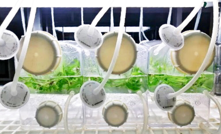bamboo tissue culture 01 768x466 1