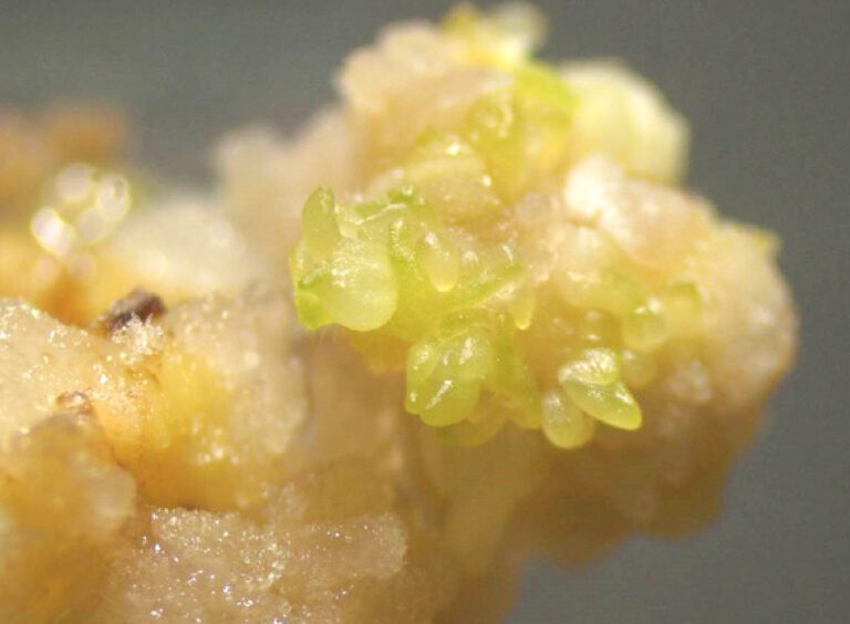 bamboo tissue culture 02 768x564 1