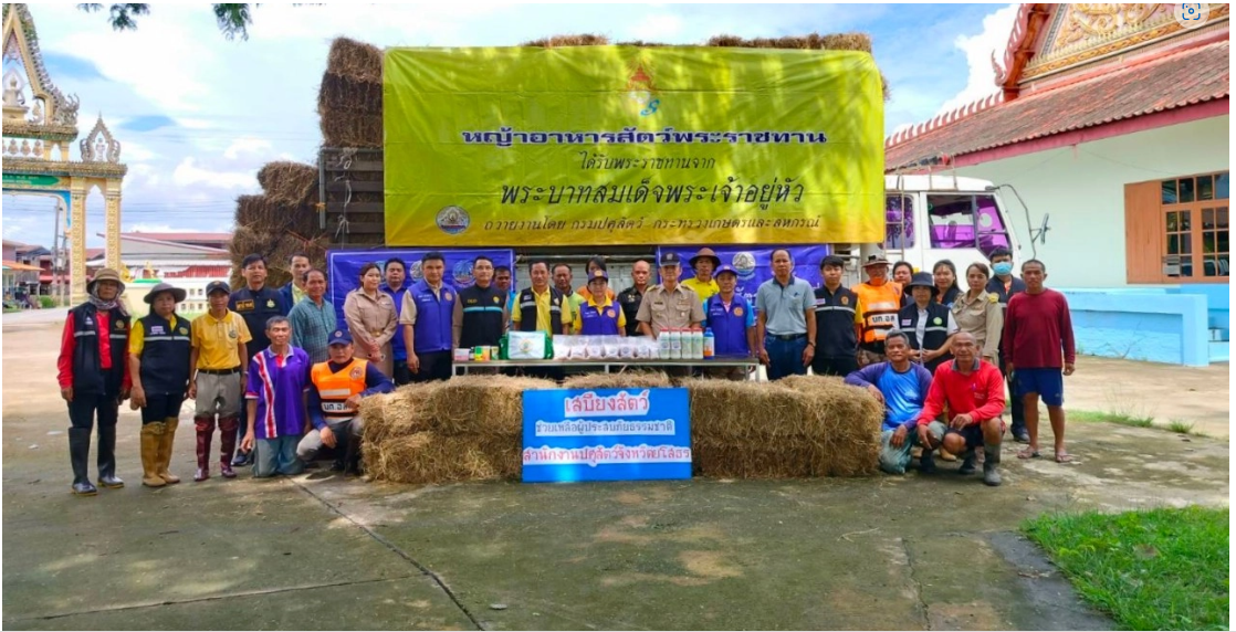 ปศุสัตว์ยโสธร มอบหญ้าแห้งอัดฟ่อนพระราชทานกว่า 5,000 กก. ช่วยเกษตรกรเลี้ยงสัตว์ประสบภัยน้ำท่วม 2 capture 20230920 115101คคค