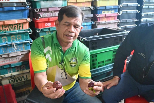 พาณิชย์ ลงพื้นที่ติดตามมังคุด จ.นครศรีฯประสานผู้ประกอบการซื้อ เร่งกระจายผลผลิต 2 o 1h9d7fms71r56p7ra841q7qnmbh