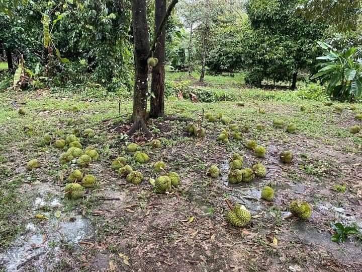 สศก.รับนโยบาย รัฐมนตรีธรรมนัส ยกระดับประกันภัยภาคเกษตรจับมือ 3 พันธมิตร ดึงเซ็นเซอร์ ‘ความเร็วลม’ เตรียมนำร่องประกันภัยทุเรียน เป็นครั้งแรกในประเทศไทย 5 ทุเรียน 1