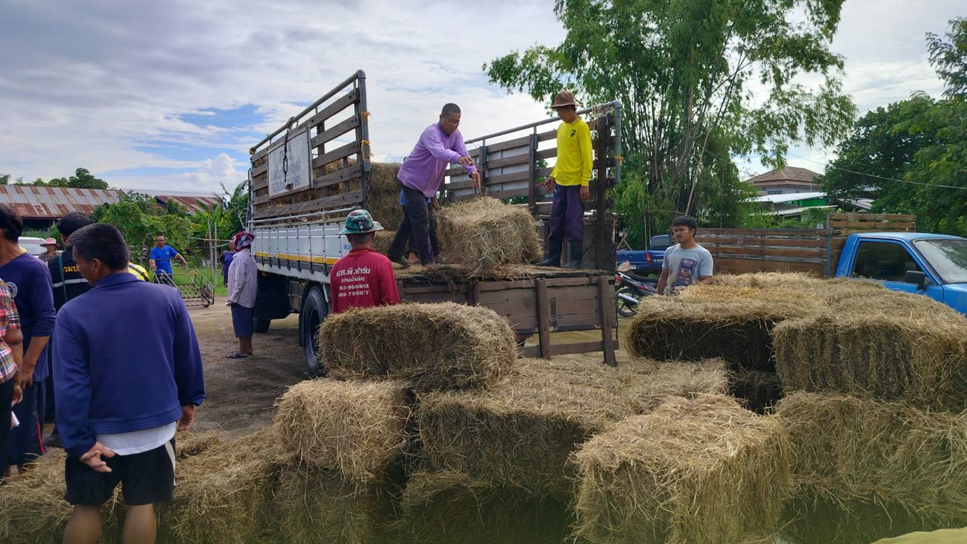 ปศุสัตว์ยโสธร มอบหญ้าแห้งอัดฟ่อนพระราชทานกว่า 5,000 กก. ช่วยเกษตรกรเลี้ยงสัตว์ประสบภัยน้ำท่วม 1 ปศุ2 1