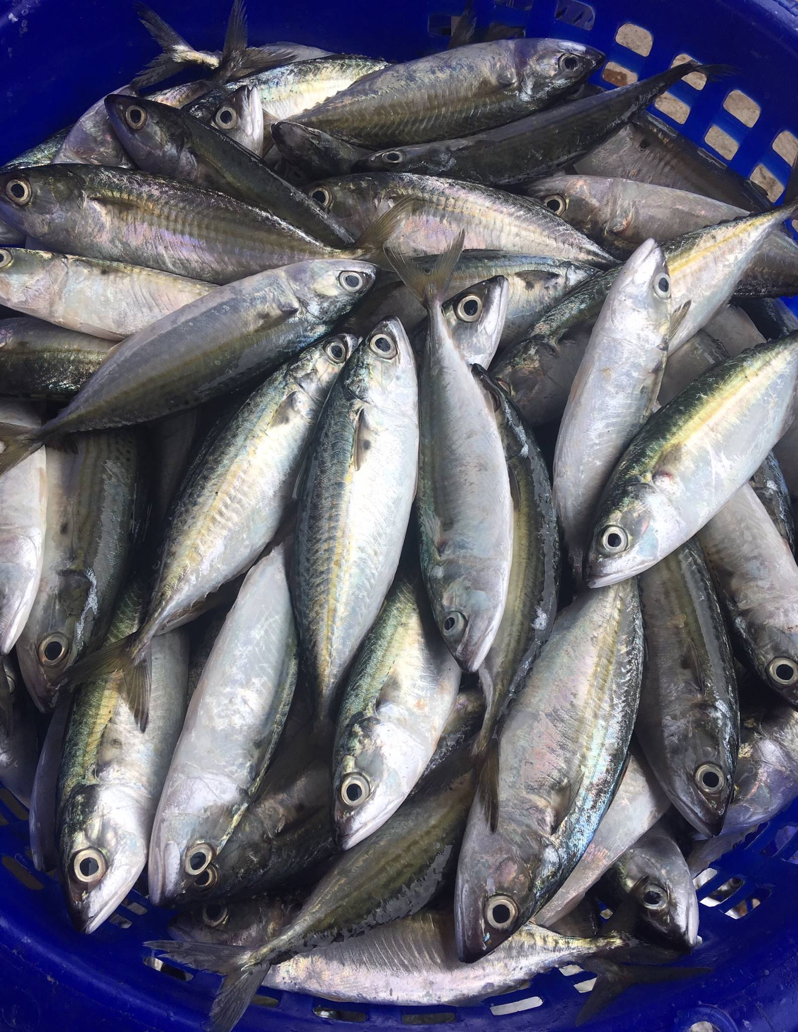 อสป.จับมือเซ็น MOU กับ หอการค้าไทย และสภาหอการค้าแห่งประเทศไทยเพื่อดำเนินโครงการส่งเสริมการส่งออกผลิตภัณฑ์สินค้าสัตว์น้ำไทยและผลิตภัณฑ์สินค้าสัตว์น้ำแปรรูปออกสู่ตลาดจีนตอนใต้ 4 ภาพอสป5