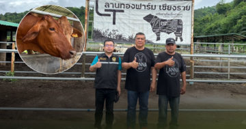 ลานทองฟาร์ม3