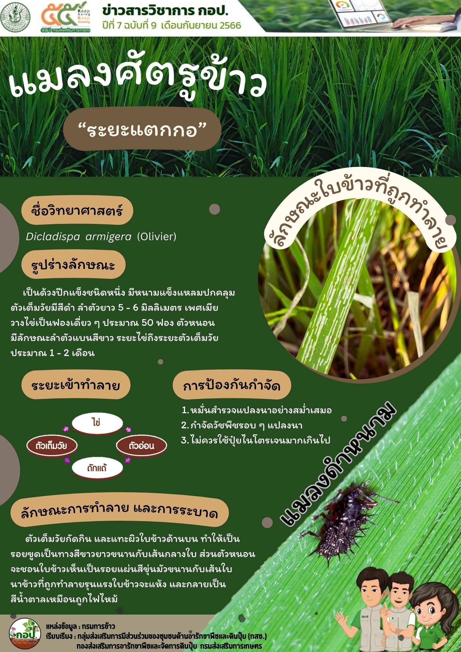 แมลงดำหนาม 3