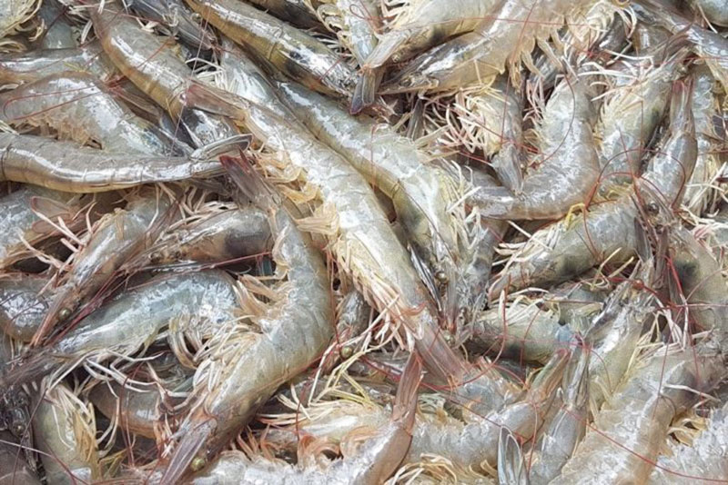 กุ้งขาวแวนนาไม
