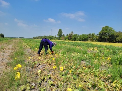 ทานตะวัน