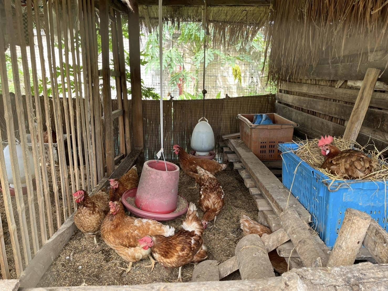 ไก่ไข่