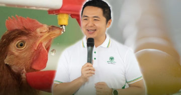 ไก่