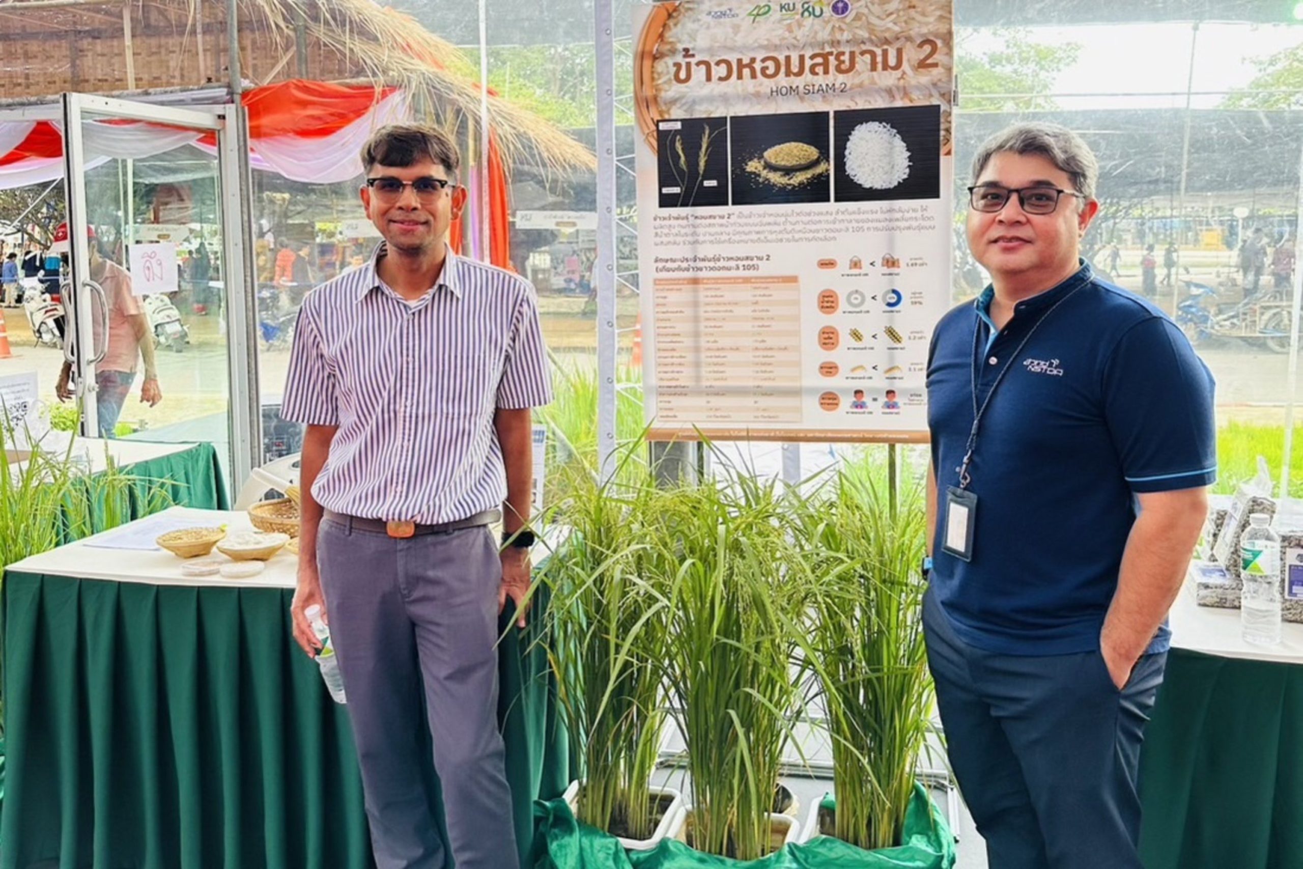 03 ข้าวหอมสยาม 2 ไฮไลท์ข้าวพันธุ์รับโลกรวนใ scaled