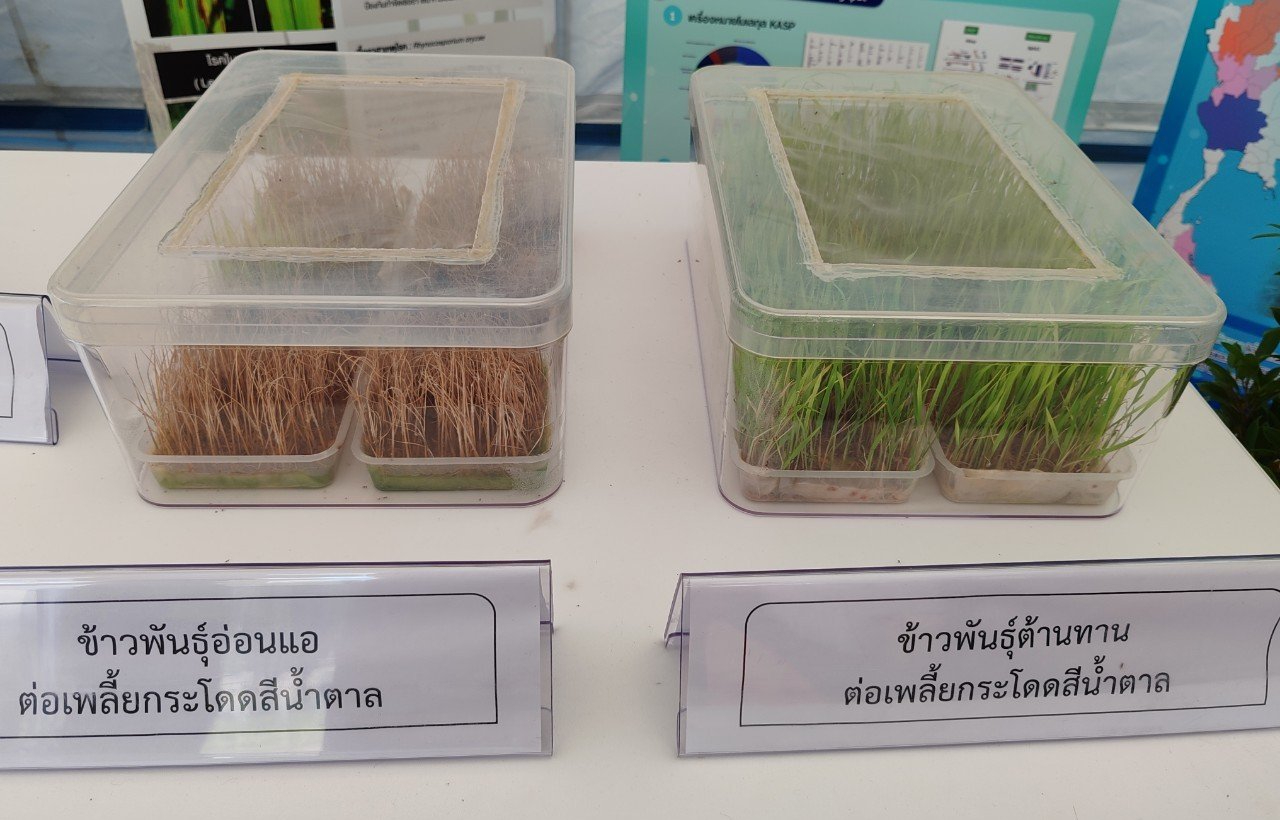 09 เทียบพันธุ์ข้าวที่ทนต่อเพลี้ยกระโดดสีน