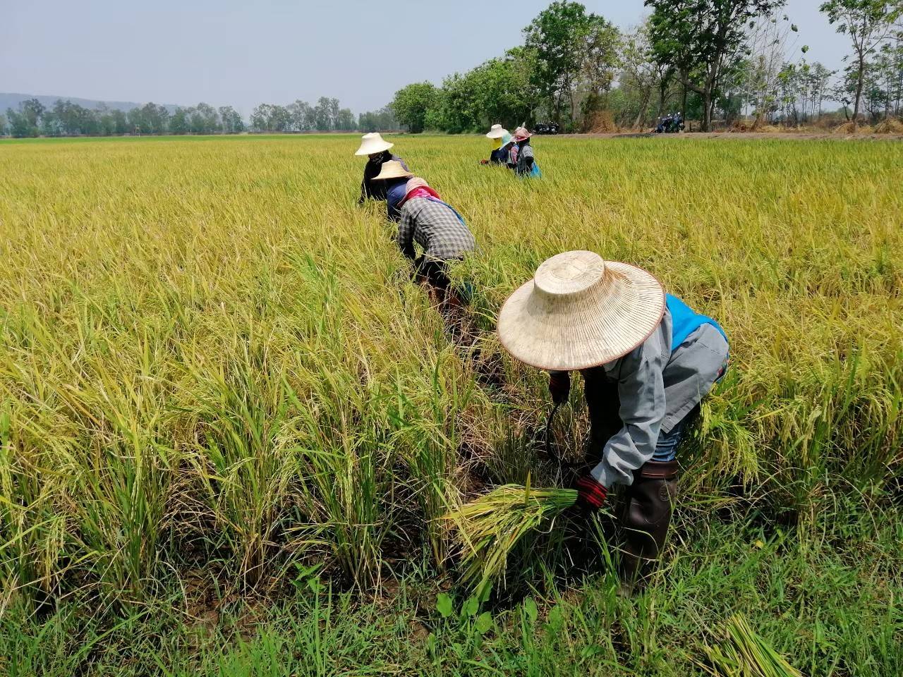 "ธรรมนัส" เดินหน้า โครงการ นาเปียกสลับแห้งขับเคลื่อนยุทธศาสตร์ BCG ด้านอธิบดีกรมการข้าว พร้อมเดินหน้าเสริมความรู้ชาวนา 5 305830