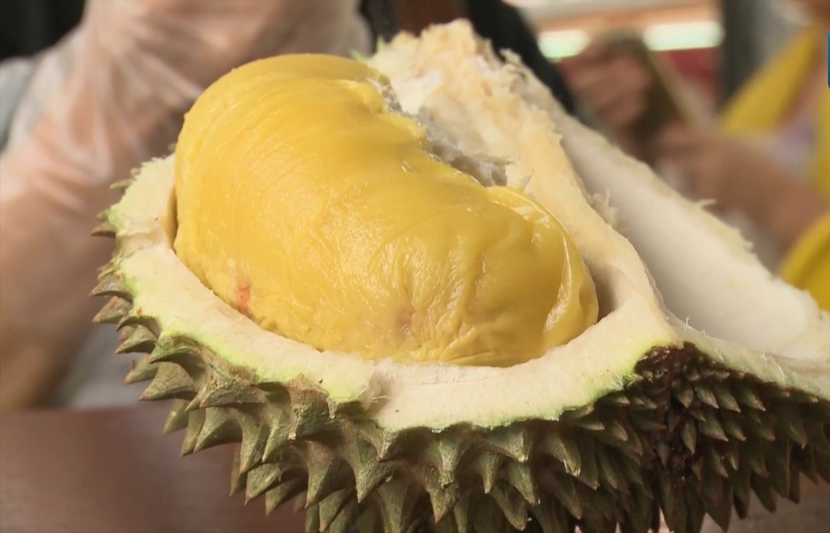 ทุเรียนมาเลเซียกรุ๊ป ลงนามข้อตกลงกับ JD.com SF Express เพื่อเปิดธุรกิจ B2C ส่งออกทุเรียนไปจีนตรงถึงผู้บริโภค หวังสร้างชื่อเสียงทุเรียนพันธุ์มูซังคิงในประเทศจีน 2 BAF74073 8EBF 4BB2 A9E6 E7D1B839CB1Bต