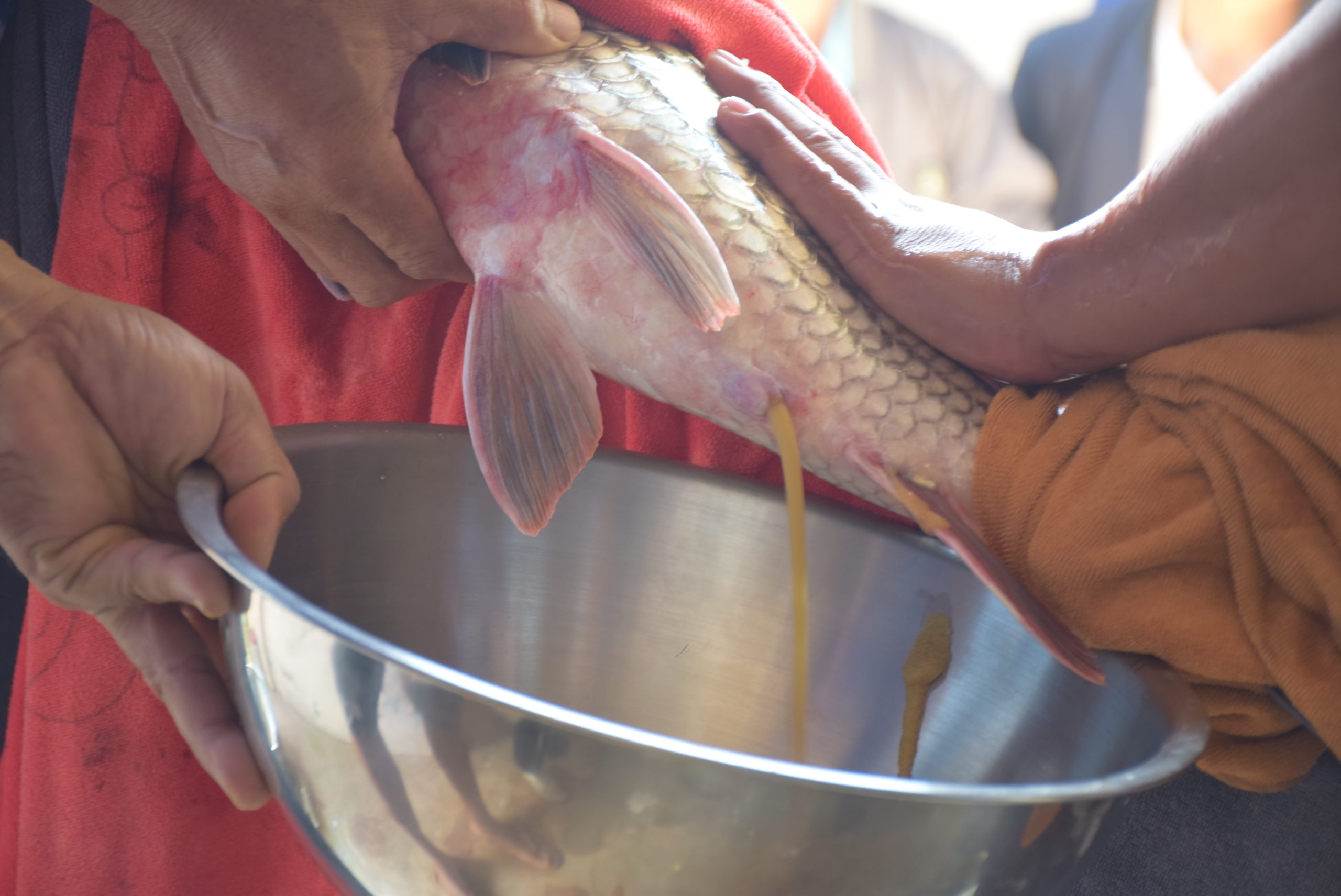 กรมประมง…ย้ำชัด “ยี่สก” ต้องไม่หายไปจากลุ่มน้ำโขงจัดทีมตั้งแคมป์รวบรวมพ่อแม่พันธุ์จากธรรมชาติเพื่อเร่งเพิ่มผลผลิตลูกพันธุ์ปล่อยฟื้นคืนสมดุลสู่ระบบนิเวศอย่างยั่งยืน 7 DSC 0802 scaled