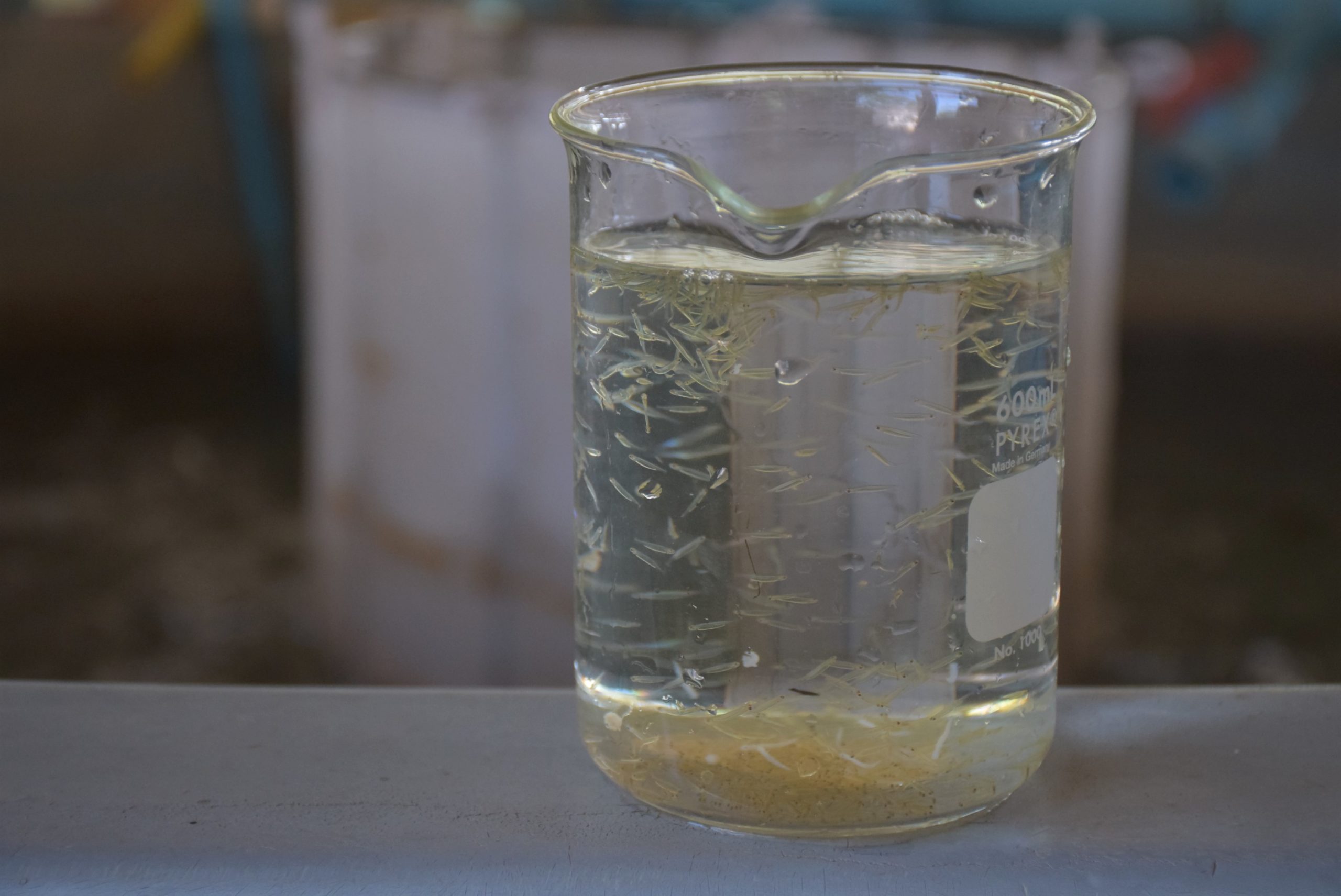 กรมประมง…ย้ำชัด “ยี่สก” ต้องไม่หายไปจากลุ่มน้ำโขงจัดทีมตั้งแคมป์รวบรวมพ่อแม่พันธุ์จากธรรมชาติเพื่อเร่งเพิ่มผลผลิตลูกพันธุ์ปล่อยฟื้นคืนสมดุลสู่ระบบนิเวศอย่างยั่งยืน 8 DSC 0982 scaled