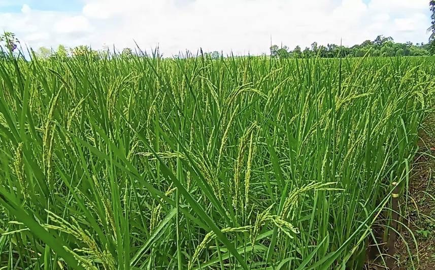 ขยายผลนาเปียกสลับแห้งขับเคลื่อนยุทธศาสตร์ BCG กรมชลฯหนุนนโยบายรัฐยกระดับคุณภาพชีวิตชาวนา 7 S 10944549