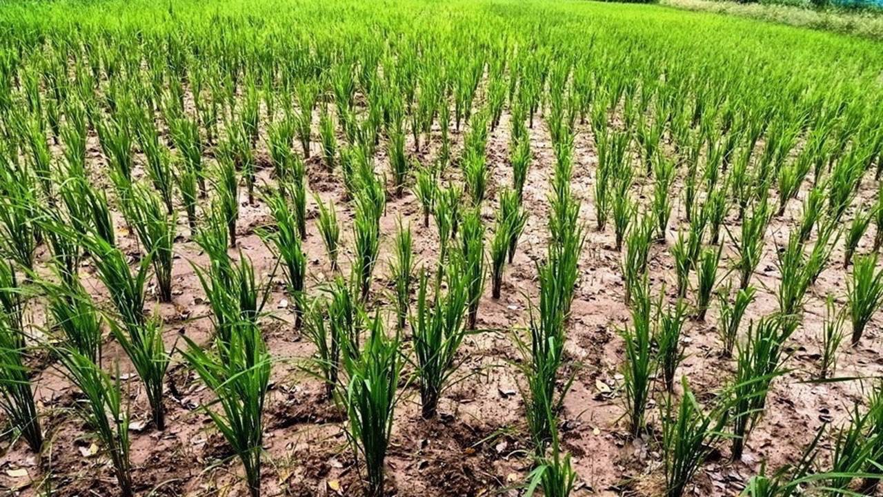 ขยายผลนาเปียกสลับแห้งขับเคลื่อนยุทธศาสตร์ BCG กรมชลฯหนุนนโยบายรัฐยกระดับคุณภาพชีวิตชาวนา 6 S 10944550