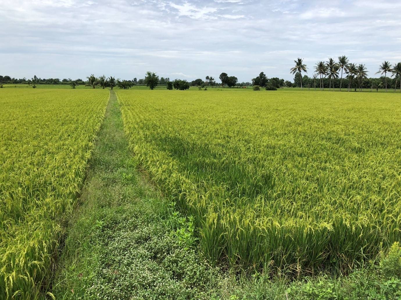 ขยายผลนาเปียกสลับแห้งขับเคลื่อนยุทธศาสตร์ BCG กรมชลฯหนุนนโยบายรัฐยกระดับคุณภาพชีวิตชาวนา 5 S 10944551