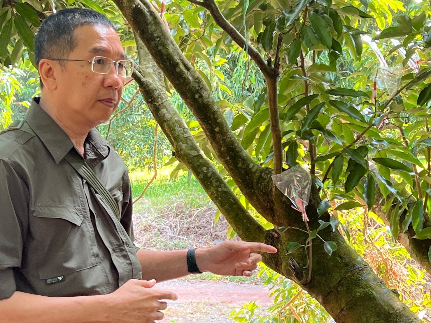 กรมส่งเสริมการเกษตรดันลิ้นจี่แม่ใจ หนึ่งในโครงการพะเยาโมเดลเน้นยกระดับสินค้าเกษตร เสริมศักยภาพเกษตรกร 2 S 267370498