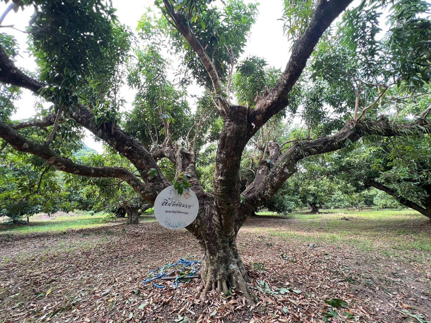 กรมส่งเสริมการเกษตรดันลิ้นจี่แม่ใจ หนึ่งในโครงการพะเยาโมเดลเน้นยกระดับสินค้าเกษตร เสริมศักยภาพเกษตรกร 3 S 267370502