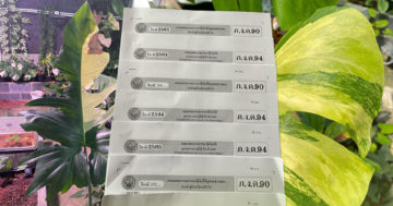 ขายต้นไม้3